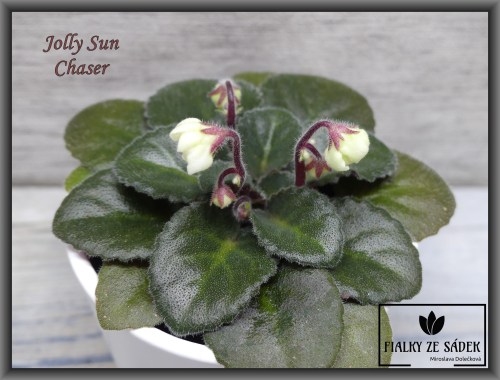Jolly Sun Chaser
